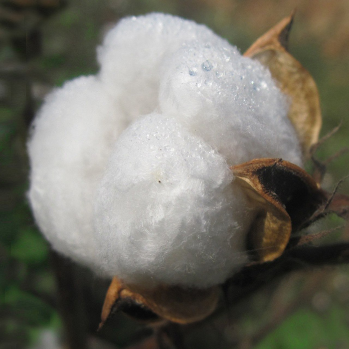 Breathable cotton quilting on a LATEXPEDIC latex mattress